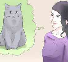 Hoe om te identifiseer as `n kat `n katteimmuniteitsgebreksvirus het
