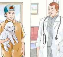 Hoe om `n valse swangerskap in honde te identifiseer