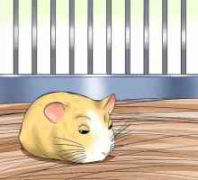 Hoe om te gaan met die feit dat jou hamster doodgaan