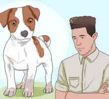 Hoe om `n Jack Russell Terrier gelukkig te hou