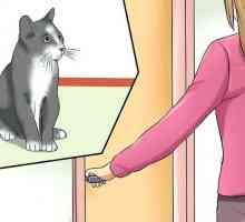 Hoe om jou kat stil te hou wanneer daar vuurwerke is