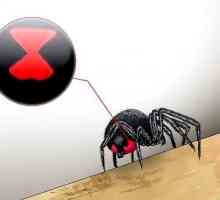 Hoe om `n giftige spin dood te maak