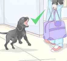 Hoe om `n urine monster van jou manlike hond te kry
