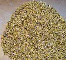 Hoe om quinoa-lekkernye voor te berei