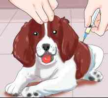 Hoe om parvovirus in honde te voorkom
