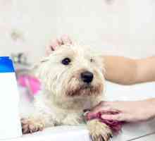 Hoe om jou hond te beskerm teen slegte reuk en bakterieë