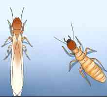 Hoe om jou huis te beskerm teen termiete