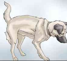 Hoe om die tekens van hipdysplasie in honde te herken