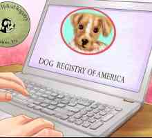 Hoe om jou hond in die Verenigde State te registreer