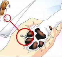 Hoe om `n splinter van jou hond se been te verwyder