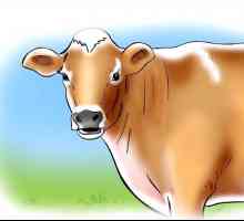Hoe om te weet wanneer `n koei of vers in hitte is