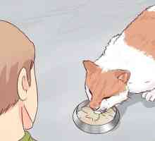 Hoe om te weet wanneer om genadedood aan jou kat toe te pas