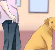 Hoe om te weet of jou hond epileptiese aanvalle het