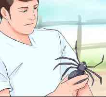 Hoe om die vrees van spinnekoppe te oorkom