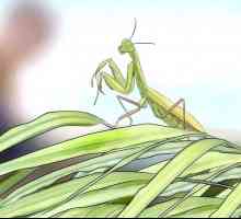 Hoe om `n biddende mantis as `n troeteldier te hê
