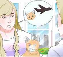 Hoe om katte met die vliegtuig te vervoer