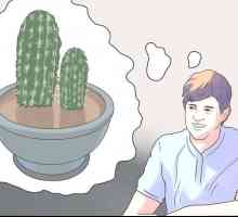 Hoe om `n kaktus te plant