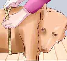 Hoe om artritis by honde te behandel