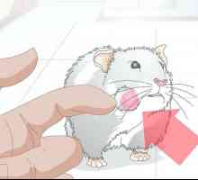 Hoe om absesse op die wange van hamsters te behandel