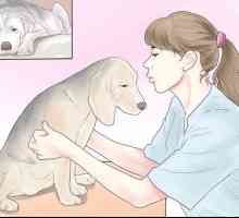 Hoe om `n anafilaktiese skok in `n hond te behandel