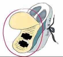 Hoe om skoene met wiele Heelys te gebruik
