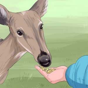 Hoe om hert te voed
