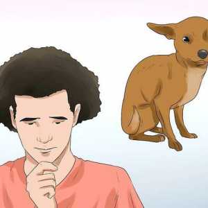 Hoe om genadedood aan `n hond toe te pas