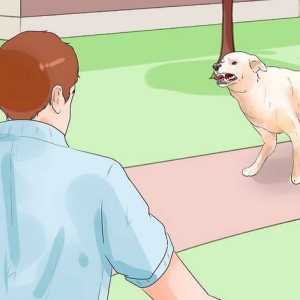 Hoe om `n hond te vang