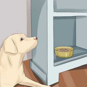 Hoe om eetlus by honde te verhoog