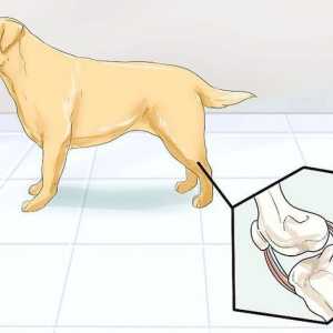 Hoe om `n hond te help met gesamentlike probleme en styfheid