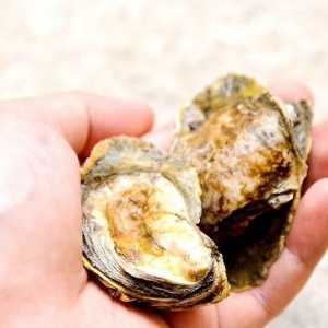 Hoe om oesters te eet