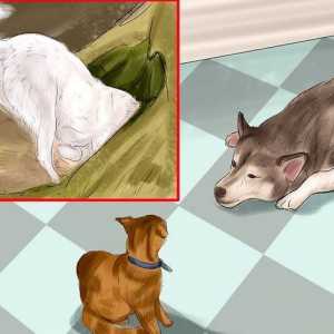 Hoe om `n hondjie van die Siberiese Husky-ras te koop