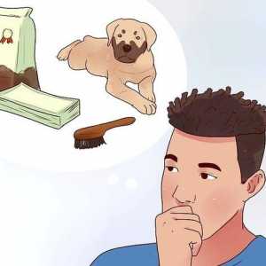 Hoe om `n hondjie te koop