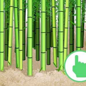 Hoe om bamboes te sny