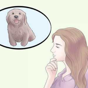 Hoe om `n gebalanseerde hondjie in te samel