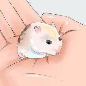 Hoe om `n gelukkige hamster in te samel