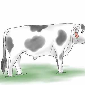 Hoe om koeie in te samel en natuurlik te bestuur