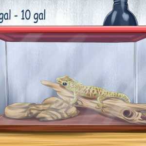Hoe om te sorg vir `n tuisgemaakte gekko