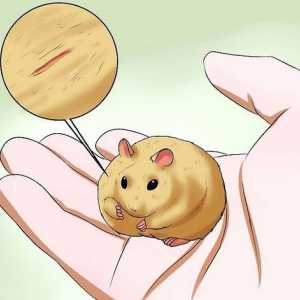 Hoe om te sorg vir `n hamster wat jy gevind het beseer