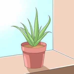 Hoe om te sorg vir jou Aloe vera (aalwyn) plant