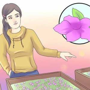 Hoe om petunia te groei