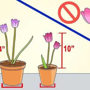 Hoe om tulpe in potte te groei