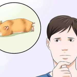 Hoe om jou hamster te genees wat nie beweeg nie