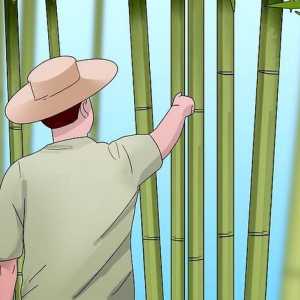 Hoe om bamboes te genees