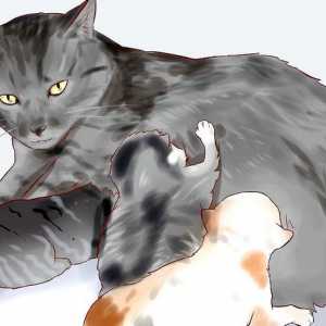 Hoe om `n pasgebore katjie te voed