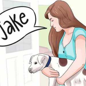 Hoe om jou nuwe hondjie of hond te noem