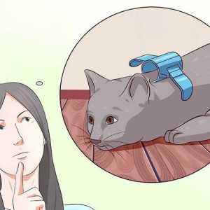 Hoe om jou kat te deaktiveer