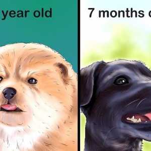 Hoe om die ouderdom van jou hond te bepaal