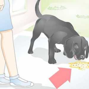 Hoe om die geel en skuimende braking van `n hond te diagnoseer