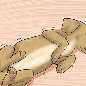 Hoe om epilepsie in `n beagle te diagnoseer